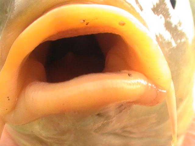 la crap - pic4548.JPG